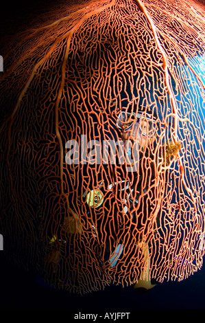 Seafan gorgonia e subacqueo Subergorgia sp Layang Layang atollo Malaysia Sabah sul Mare della Cina del Sud Pacifico Foto Stock