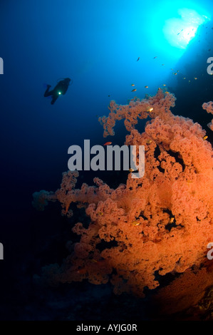 Soft Coral Dendronephthya sp e subacqueo Layang Layang atollo Sabah Borneo malese sul Mare della Cina del Sud Pacifico Foto Stock
