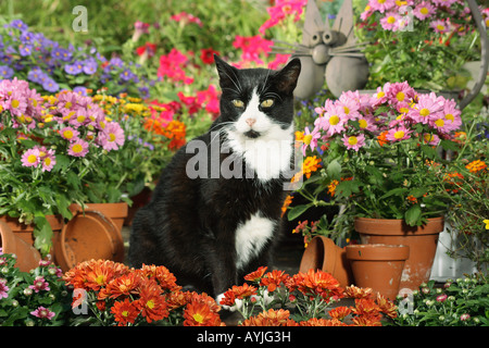 Bianco nero gatto domestico in tra i fiori Foto Stock