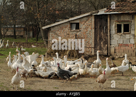 Free Range di volatili organici in una fattoria in Laktasi, Bosnia Erzegovina Foto Stock