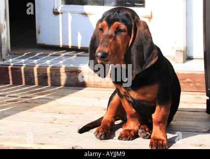 Molto triste guardando bassett hound Foto Stock