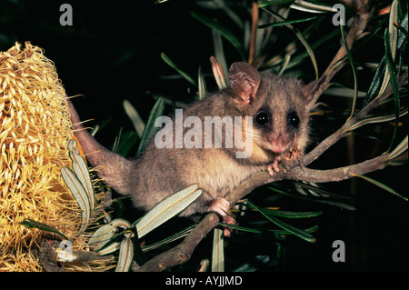 Orientale Possum pigmeo Cercartetus nanus Foto Stock