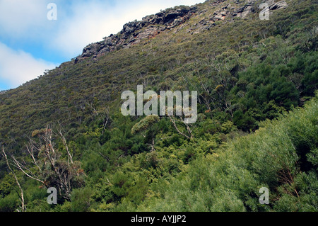 Boscose pendici del monte Toolbrunup Stirling gamma Parco Nazionale Australia Occidentale Foto Stock