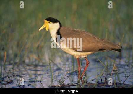 Masked Pavoncella Vanellus miles fotografato in Tasmania Australia Foto Stock