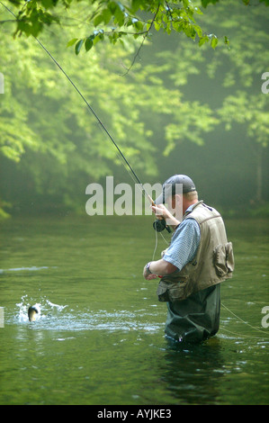 Pescatore a mosca con la trota arcobaleno piccolo fiume Great Smokey Mountains National Park Tennessee Foto Stock