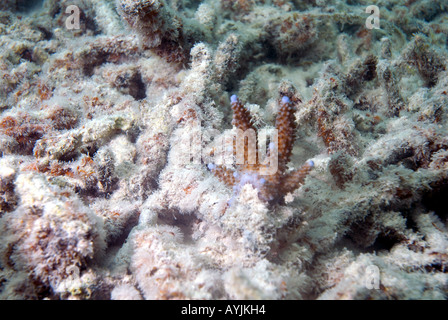 Nuova colonia di corallo cominciando a crescere su resti di vecchi morti reef Foto Stock