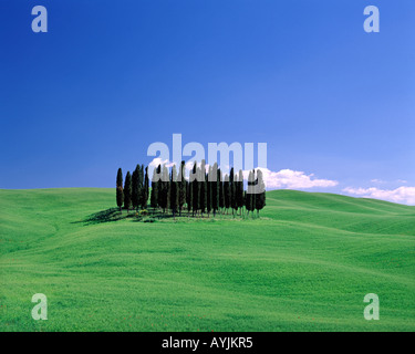 Cipresso grove nei pressi di San Quirico, Val d'Orcia, Toscana, Italia Foto Stock