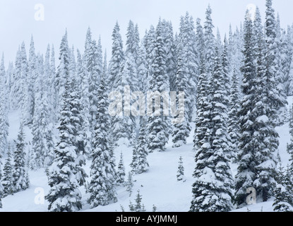 Coperta di neve alberi Stevens Pass Ski Area Central Washington Cascades Foto Stock