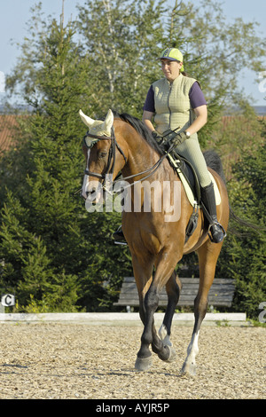 Femmina di dressage rider su un bavarese cavallo di razza Foto Stock