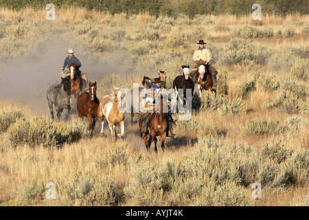 I cowboys la guida Quarter Horses, vernice cavalli (Equus caballus) Foto Stock