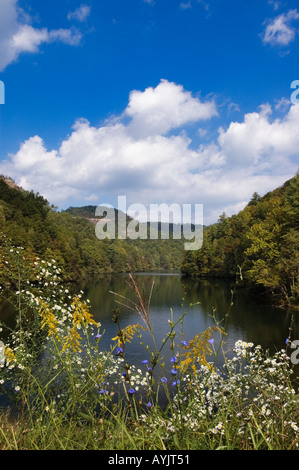 Tarda Estate fiori selvaggi sulle rive del Mill Creek Lake Ponte naturale membro Resort Park Kentucky Foto Stock