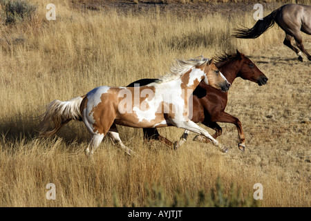 Quarter Horses, vernice cavalli (Equus caballus) al galoppo sulla praerie Foto Stock