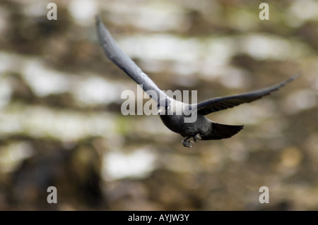 Felpa con cappuccio hooded crow Corvus cornix in volo Foto Stock