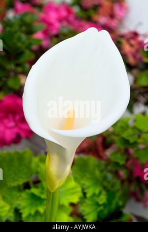 Fiore bianco di impianto Zantedeschia aethiopica Arum Lily o Calla Lily Foto Stock