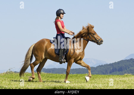 Cavallo islandese. Ragazza a cavallo di castagno che esegue un toelt. Foto Stock