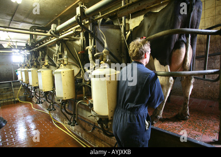 Paesi Bassi campagna un agricoltore nella sua stalla dove le mucche da latte vengono munte Foto Stock
