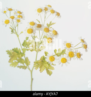 Tanacetum parthenium, matricale, cluster di piccole, bianco, giallo eyed daisy fiori lobata, diviso foglie , Foto Stock