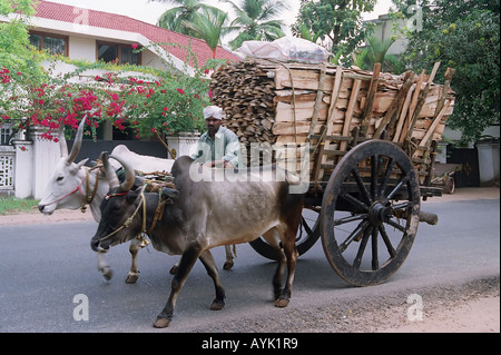 Giovane uomo alla guida di un due buoi carro India Kerala uno stato sulla costa tropicale di India sud occidentale Foto Stock