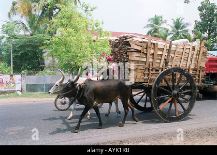 Giovane uomo alla guida di un due buoi carro India Kerala uno stato sulla costa tropicale di India sud occidentale Foto Stock