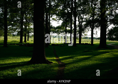 Sheen di legno in Richmond Park, Londra Foto Stock