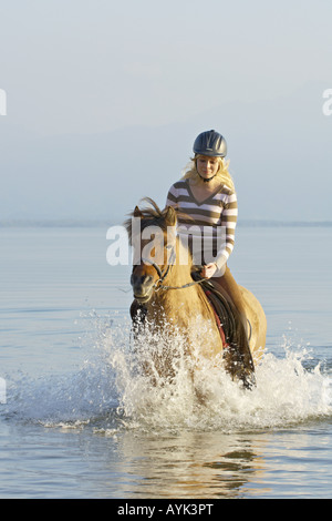 Cavaliere a cavallo islandese - in acqua Foto Stock