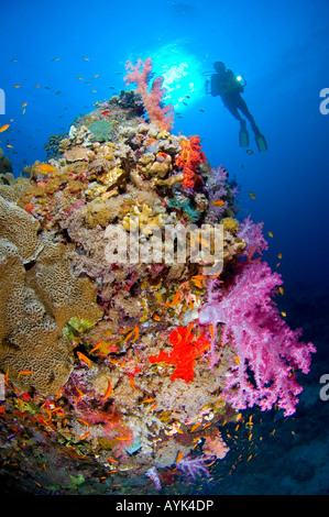 Tipico sudaneese Coral reef e la scena scubadiver Sudan Mar Rosso Foto Stock