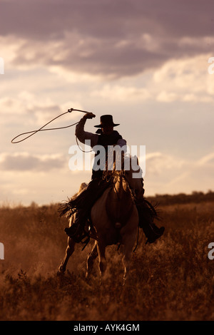 Cowboy su Quarter Horse Painthorse Equus caballus al galoppo mentre la sua oscillazione lazo Ranch Ponderosa Foto Stock