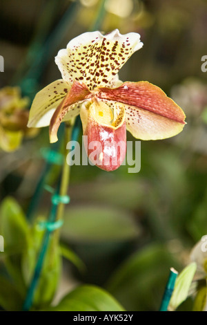 Orchid phalaenopsis epiphytic batany natura botanica delicato fiore pianta hot house ornamentali in serra calda casa butterfly Foto Stock