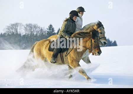 I due piloti al galoppo sulla norvegese cavallo e cavallo islandese Foto Stock