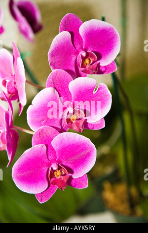 Orchidee come cresciuto in una casa calda in Florida USA Foto Stock