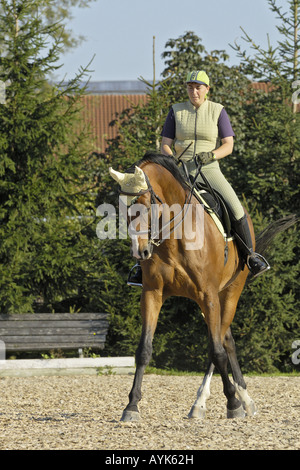 Femmina di dressage rider su un bavarese cavallo di razza Foto Stock