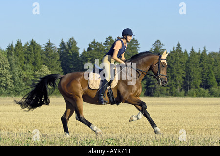 Pilota femmina su un bavarese cavallo di razza Foto Stock