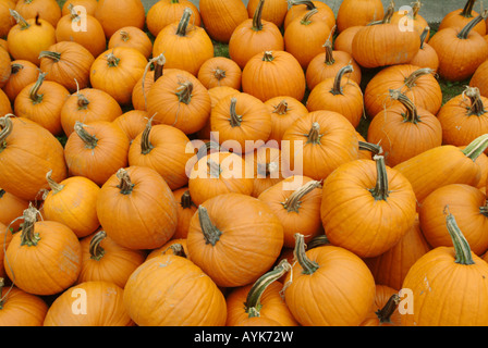 Zucche zucca-come squash del genere Cucurbita Foto Stock