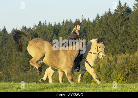 Giovane cavaliere a cavallo norvegese con calci cavallo islandese Foto Stock