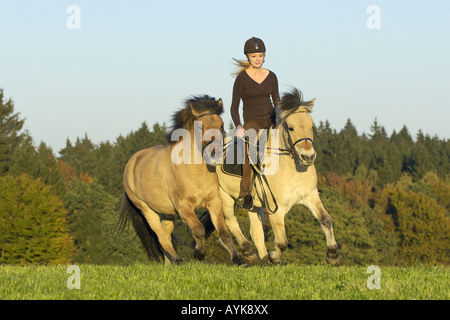 Giovane pilota sul norvegese cavallo con cavallo islandese Foto Stock