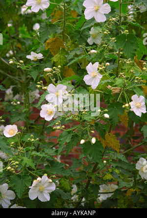 Abutilon vitifolium album Indian Mallow Foto Stock