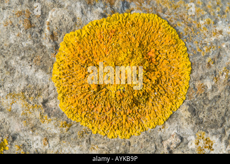 Chiudere orizzontale di una chiazza di colore giallo brillante e di colore arancione crustose licheni crescono su una roccia sulla superficie Foto Stock