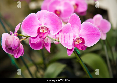 Orchidee come cresciuto in una casa calda in Florida USA Foto Stock