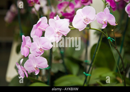 Orchidee come cresciuto in una casa calda in Florida USA Foto Stock