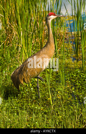 Adulto Sandhill gru (Grus canadensis) come fotografato in Florida USA Foto Stock