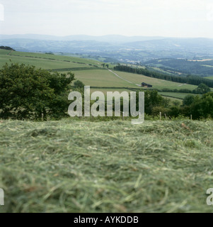 Campo di fieno falciato in una fattoria in estate e Giugno paesaggio vicino Llanwrda Carmarthenshire Dyfed Regno Unito Galles KATHY DEWITT Foto Stock