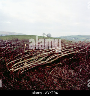 Dettagli della chiocciatura di siepe recentemente posata in paesaggio di campagna invernale vicino a Cilycwm, Carmarthenshire, Galles UK KATHY DEWITT Foto Stock