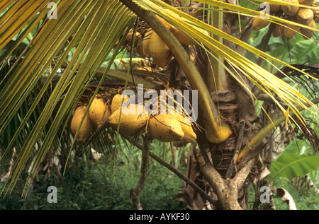 Re noci di cocco cresciuto su isola di Zanzibar, Tanzania Foto Stock