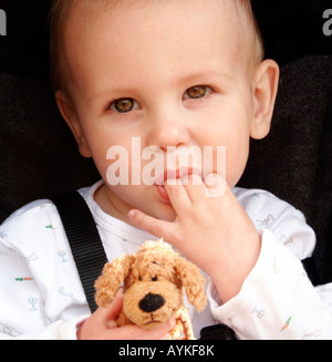 Baby strapped in passeggino, tenendo un peluche e succhiare il suo' dita Foto Stock