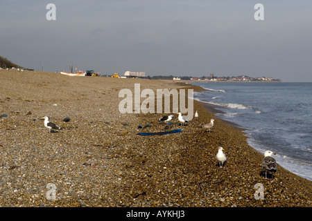 Uccelli marini sulla spiaggia di aldeburgh guardando verso sizewell e thorpeness Foto Stock