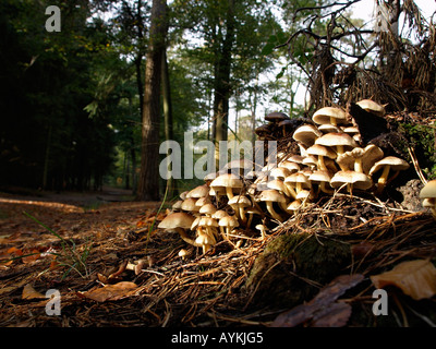 La stagione autunnale di funghi funghi che crescono su la foresta di Mastbos pavimento vicino a Breda Paesi Bassi Foto Stock