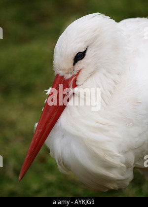 Stork ritratto closeup Foto Stock