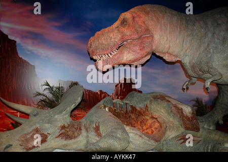 Tyrannosaurus Rex di mangiare un Triceratops Foto Stock