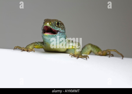 Un maschio verde lizard (Lacerta viridis bilineata) fotografato in studio. Lézard vert mâle photographié en studio. Foto Stock