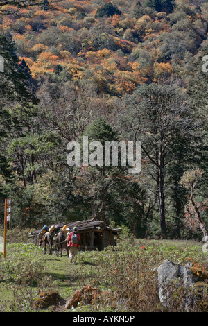 Il Tibetano l uomo e la moglie di guide di trekking a herder capanno, Zou Zu Tong a prato pascolo superiore del villaggio Yongzhi, Yunnan, Cina Foto Stock